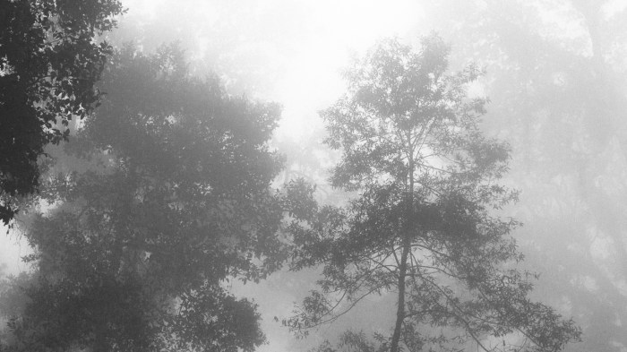 Bisa diliatkan pohonnya gede-gede tinggi-tinggi. Trs jarak pandang kita paling cuma 10m karena ketutupan kabut tebel